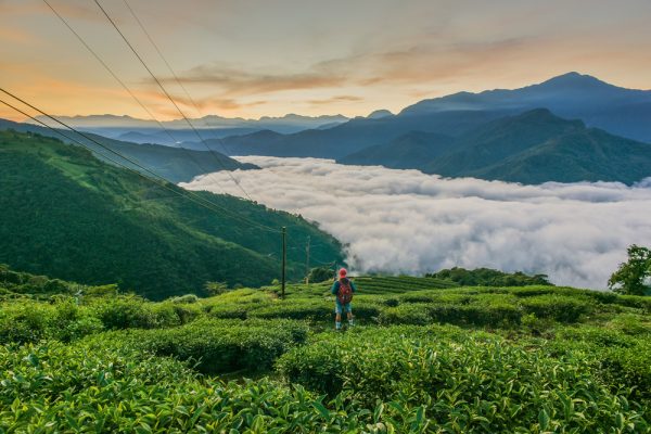Picture of High Mountain Tea Plantation in Taiwan